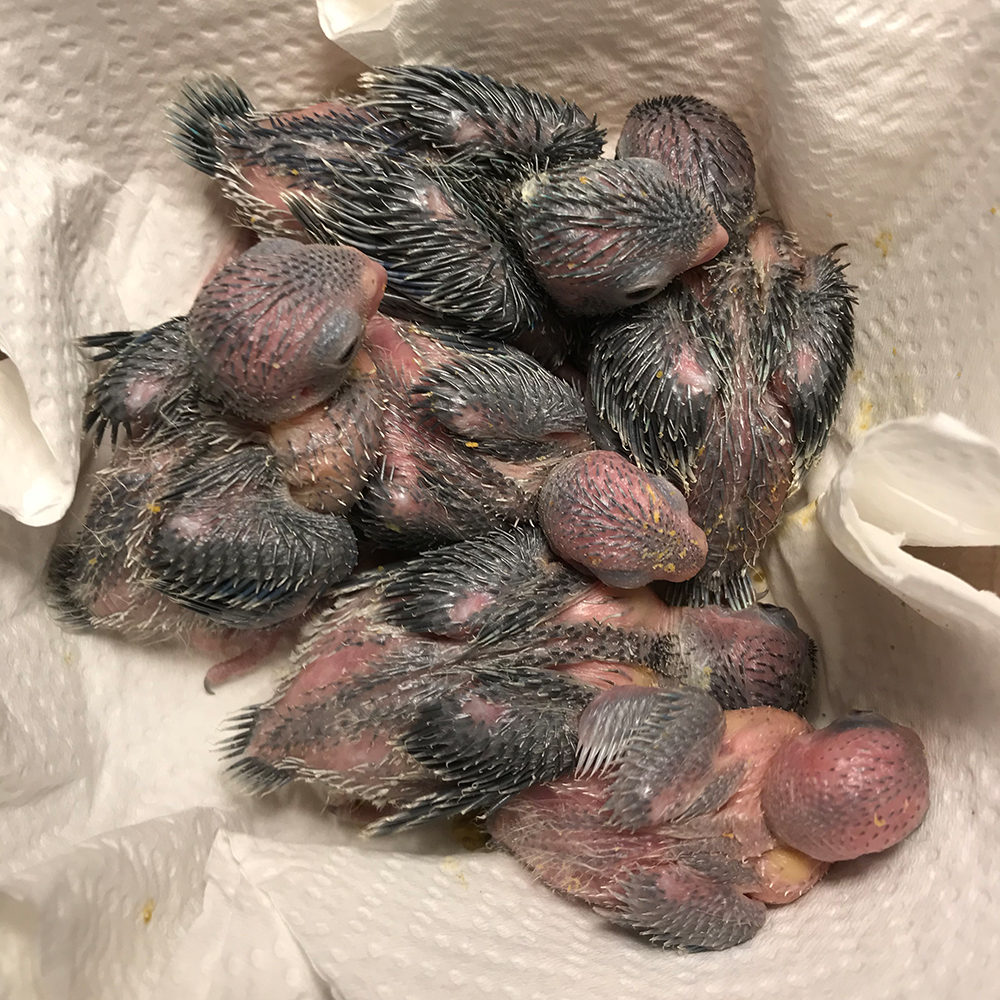 parrotlet-chicks