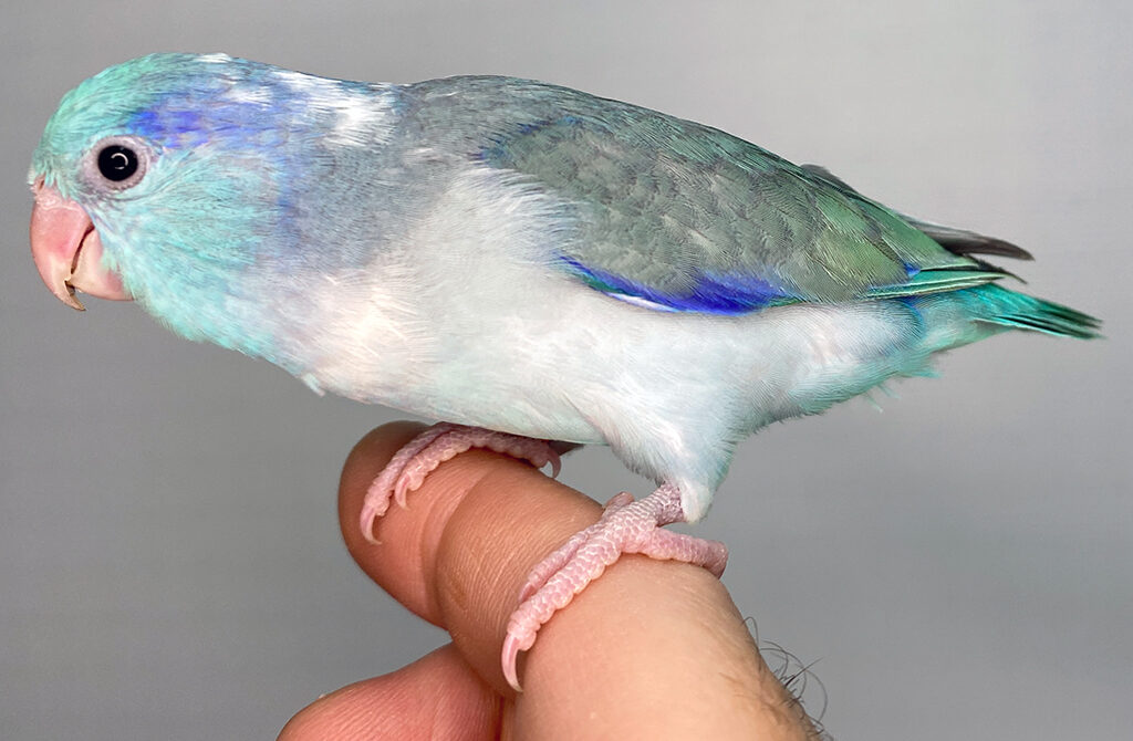 Hand raised parrotlets - Aussie Parrotlets