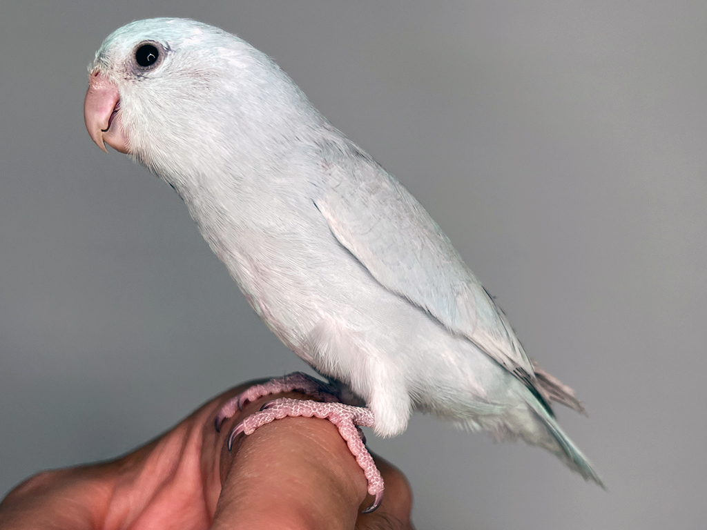 Hand raised parrotlets - Aussie Parrotlets