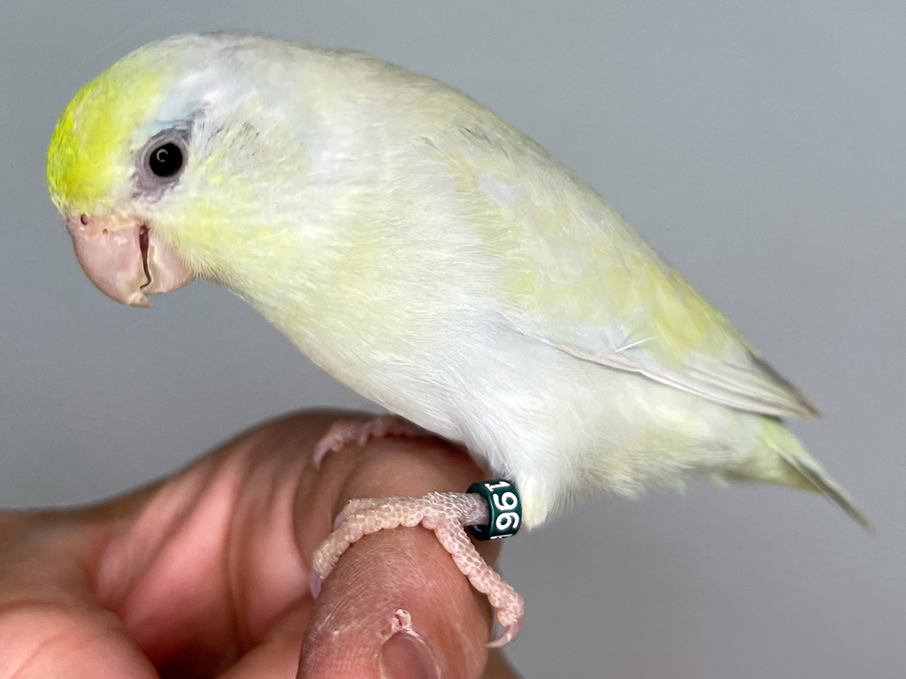 Hand raised parrotlets - Aussie Parrotlets