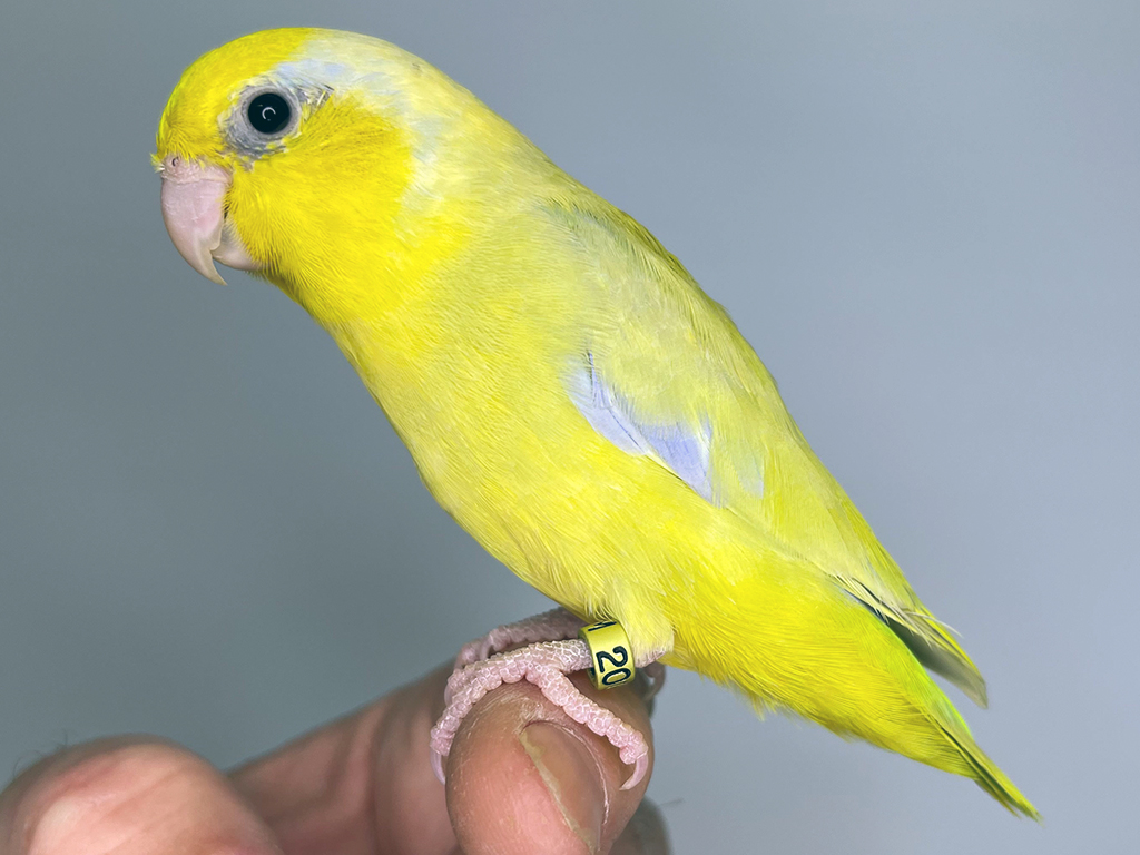 Hand raised parrotlets - Aussie Parrotlets