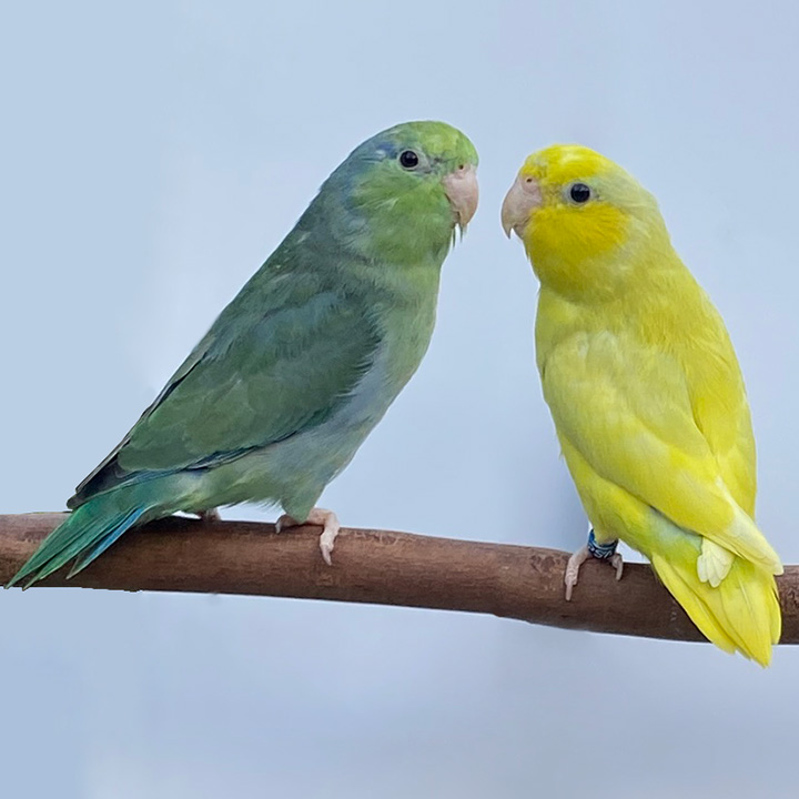 pair 577738